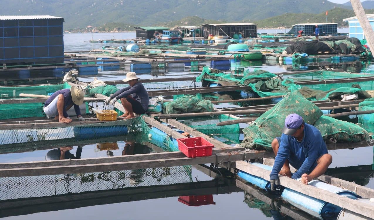 Người nuôi đã từng bước nâng cao nhận thức bảo vệ môi trường biển là bảo vệ tài sản của chính mình. Ảnh: KS. Người nuôi đã từng bước nâng cao nhận thức bảo vệ môi trường biển là bảo vệ tài sản của chính mình. Ảnh: KS.