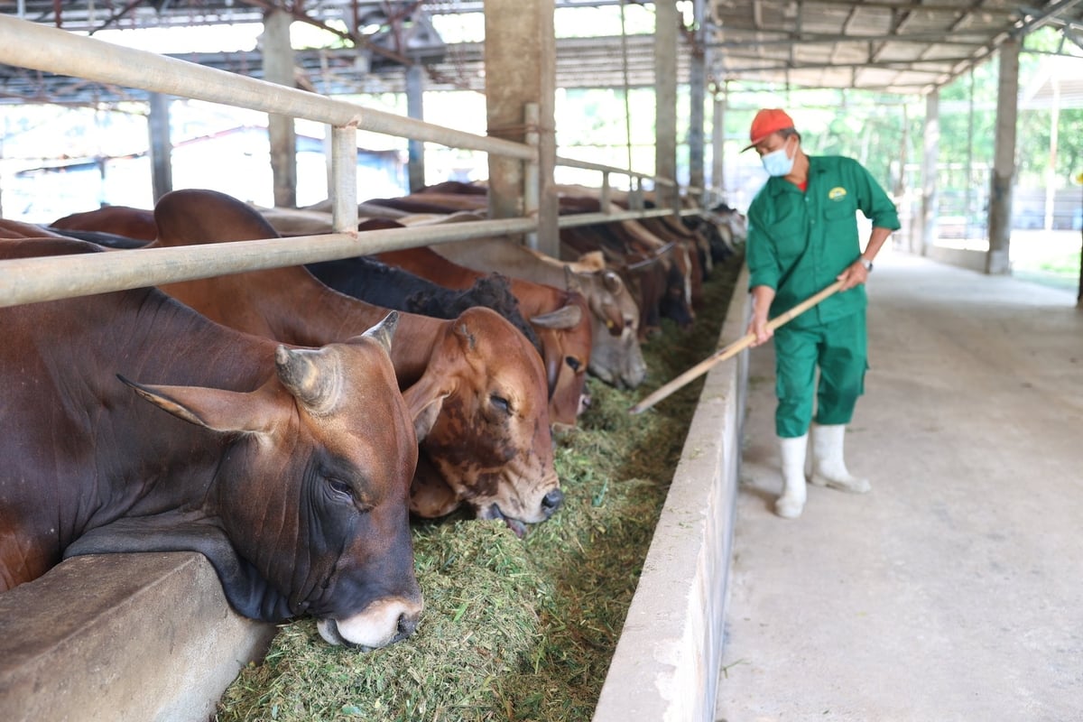 5h sáng, tại khu chăn nuôi khép kín của PACOW ở thị xã Trảng Bàng, công nhân đã bắt đầu một ngày làm việc. Ảnh: Trần Trung.