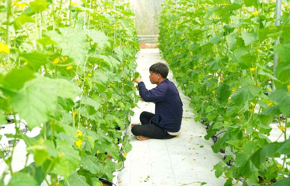 Nhân viên kỹ thuật của DNo farm thụ phấn cho dưa. Ảnh: Hồng Thủy.