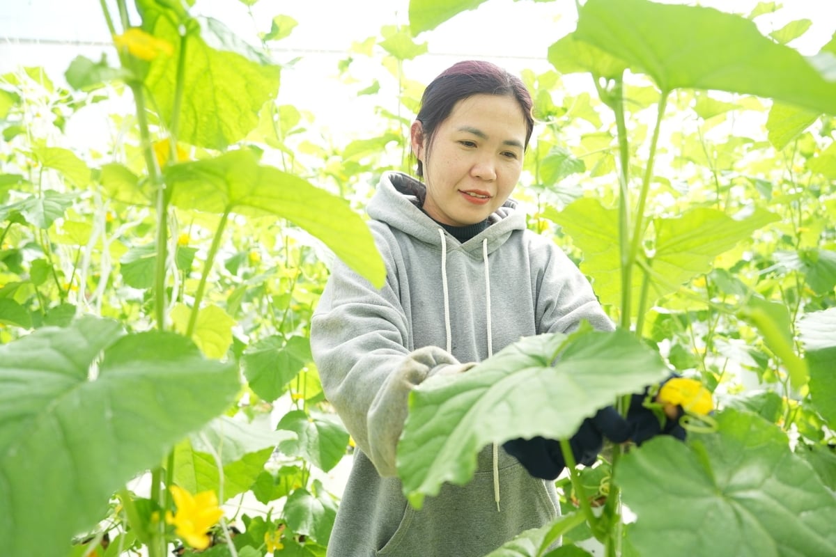 Vườn dưa lưới Hoàng Kim tại trang trại DNo farm. Ảnh: Hồng Thủy.