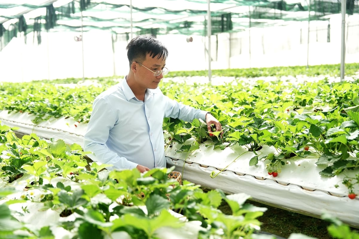 DNo farm là đơn vị đầu tiên trồng thành công dâu tây sạch, chất lượng cao trong nhà màng tại Đắk Nông. Ảnh: Hồng Thủy. 