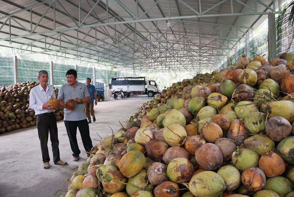 Ngành dừa Bến Tre hiện đang phát triển mạnh mẽ. Ảnh: Nguyễn Thủy. Ngành dừa Bến Tre hiện đang phát triển mạnh mẽ. Ảnh: Nguyễn Thủy.