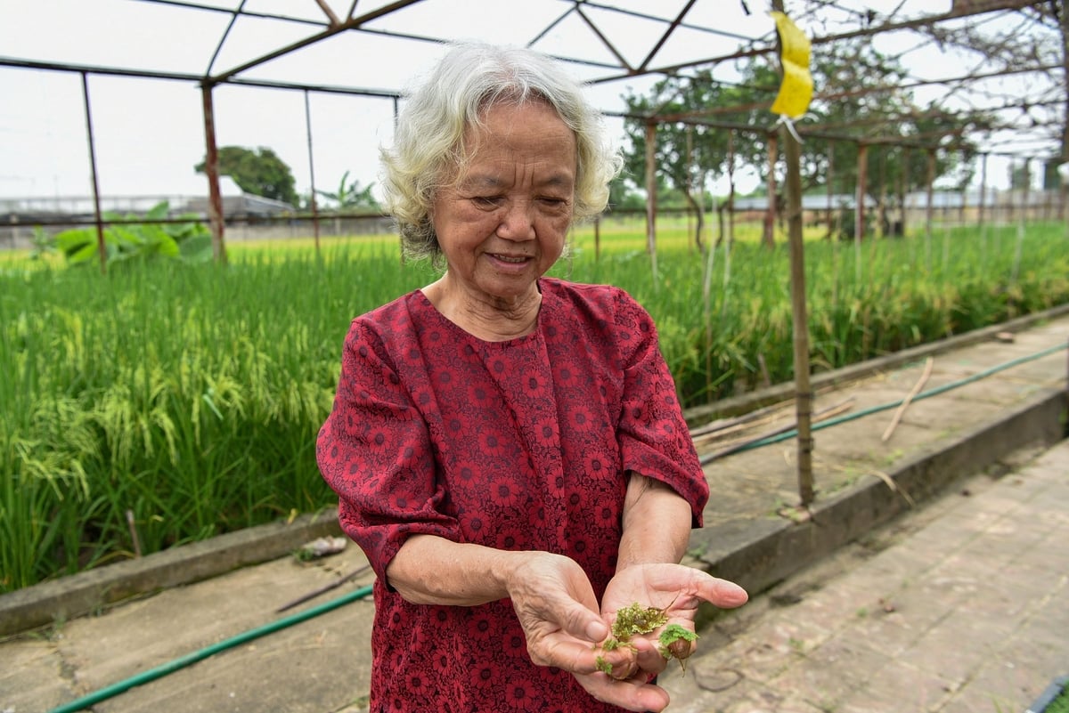 PGS.TS Nguyễn Thị Trâm kiểm tra khả năng sinh trưởng của bèo hoa dâu. Ảnh: Dương Đình Tường.