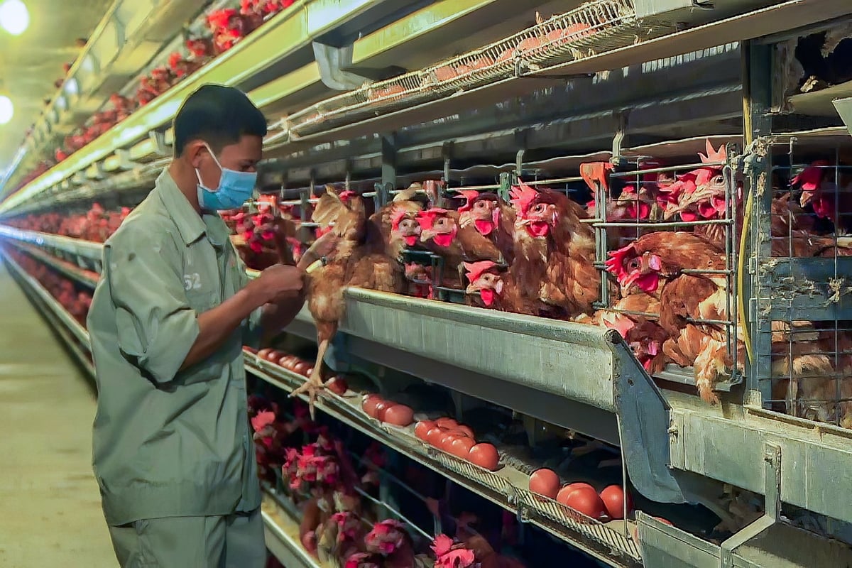Hiện chăn nuôi ở tỉnh Bình Thuận cũng rất phát triển. Ảnh: KS.
