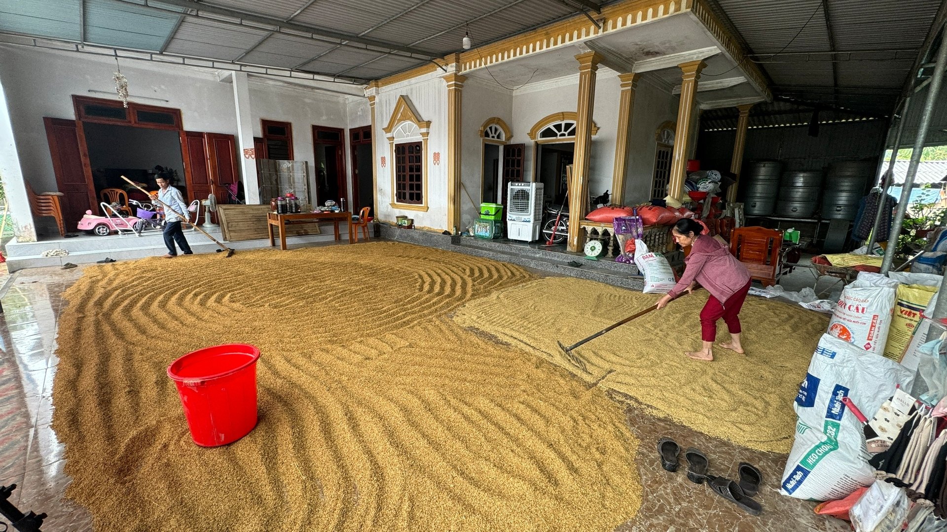 Người dân khẩn trương phơi lúa trong nhà, dùng quạt điện để hong khô lúa bị ướt do ngập lụt. Ảnh: Ánh Nguyệt.