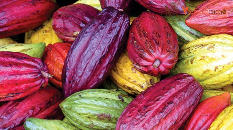 Vietnam's cocoa industry is gaining international recognition, thanks to sustainable practices, modern technology, and unique flavor profiles. Photo: Vinacacao.