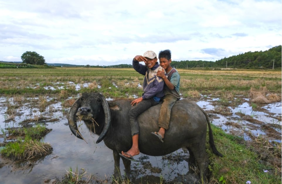 Mục đồng trên lưng trâu. Ảnh: Chính Phong.
