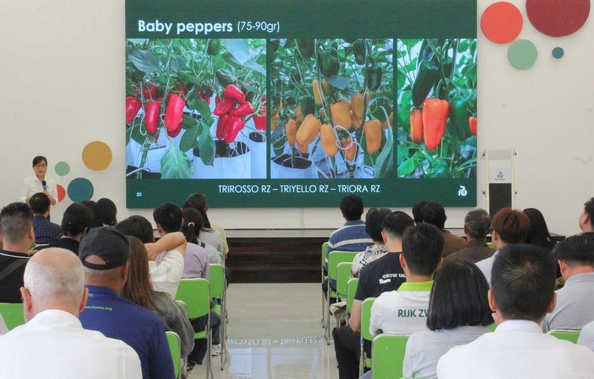 Nhiều giống cây trồng mới có đặc tính nổi trội được Rijk Zwaan Việt Nam giới thiệu tới khách hàng trong nước và quốc tế. Ảnh: Phương Chi. Nhiều giống cây trồng mới có đặc tính nổi trội được Rijk Zwaan Việt Nam giới thiệu tới khách hàng trong nước và quốc tế. Ảnh: Phương Chi.