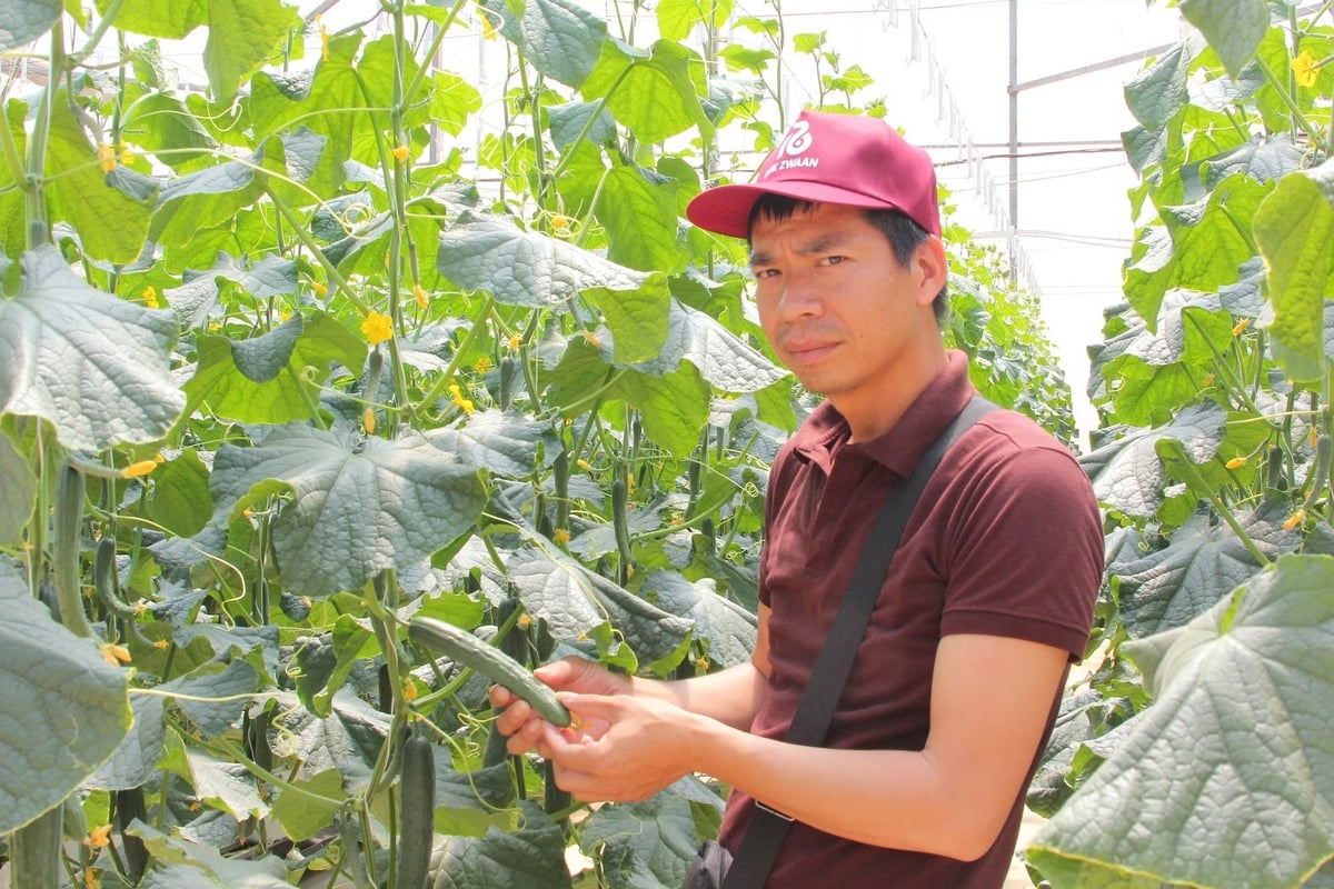 Anh Nguyễn Văn Tam ở Hải Dương đánh giá cao các giống của Rijk Zwaan về khả năng kháng bệnh, phát triển tốt và năng suất cao. Ảnh: Phương Chi. Anh Nguyễn Văn Tam ở Hải Dương đánh giá cao các giống của Rijk Zwaan về khả năng kháng bệnh, phát triển tốt và năng suất cao. Ảnh: Phương Chi.