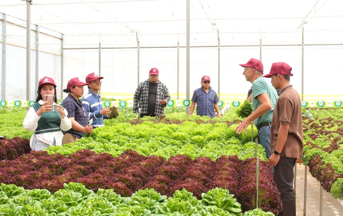 Chuyên gia, người trực tiếp quản lý trang trại đến từ các nước Đông Nam Á tham quan mô hình trồng các giống xà lách tại Trung tâm Nghiên cứu và Phát triển Rijk Zwaan Việt Nam. Ảnh: Phương Chi. Chuyên gia, người trực tiếp quản lý trang trại đến từ các nước Đông Nam Á tham quan mô hình trồng các giống xà lách tại Trung tâm Nghiên cứu và Phát triển Rijk Zwaan Việt Nam. Ảnh: Phương Chi.