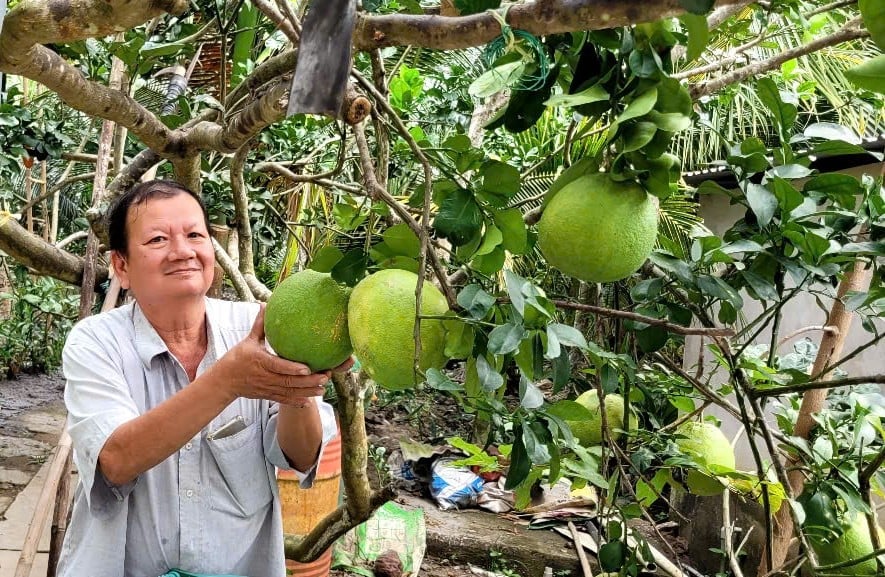 Ông Nguyễn Văn Bảy, nông dân tỷ phú ở huyện Giồng Trôm, tỉnh Bến Tre. Ảnh: Minh Đảm. Ông Nguyễn Văn Bảy, nông dân tỷ phú ở huyện Giồng Trôm, tỉnh Bến Tre. Ảnh: Minh Đảm.