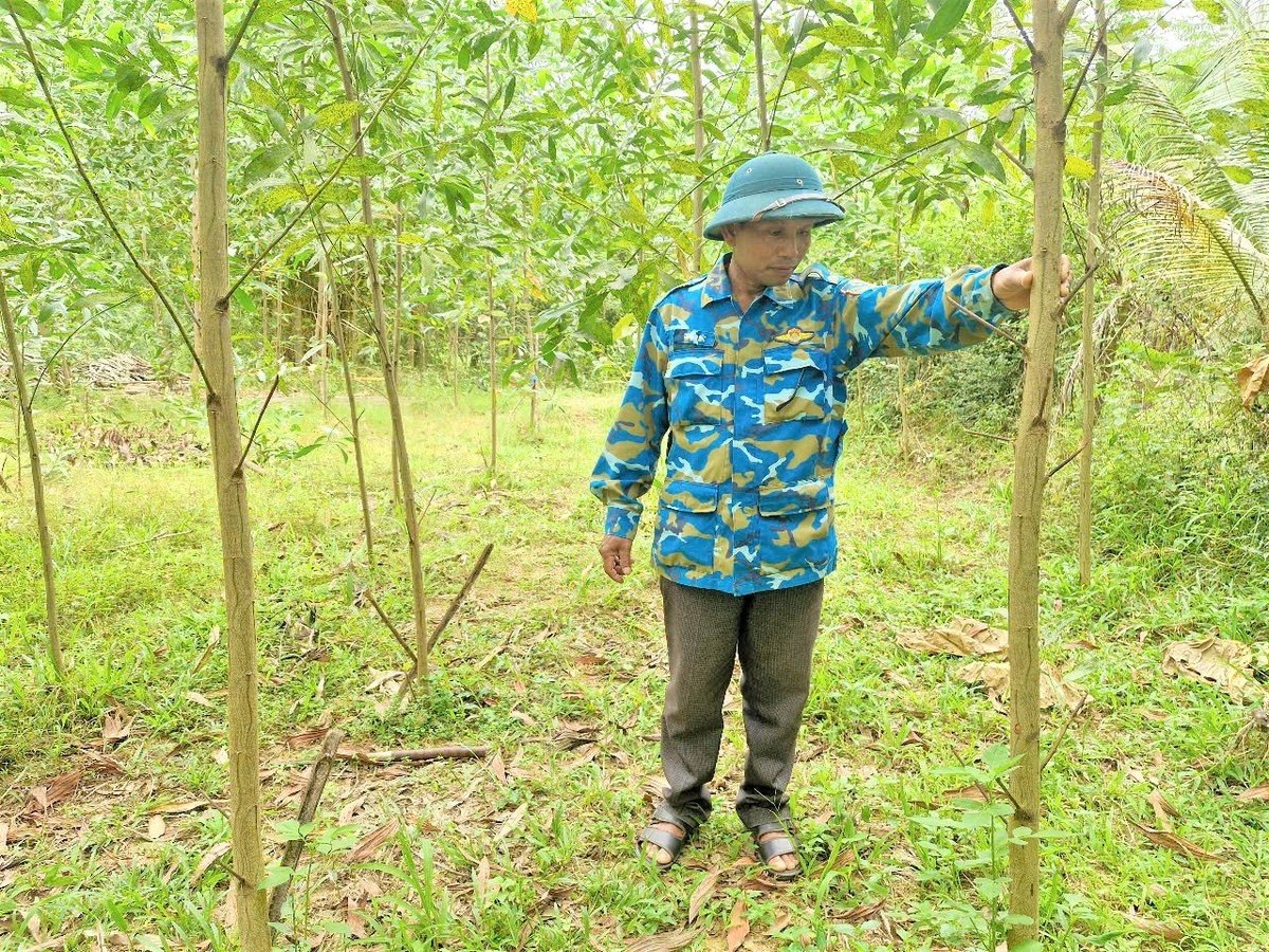 Người dân Quảng Nam thường xuyên kiểm tra diện tích rừng sản xuất vào cao điểm mùa khô. Ảnh: L.K. Người dân Quảng Nam thường xuyên kiểm tra diện tích rừng sản xuất vào cao điểm mùa khô. Ảnh: L.K.
