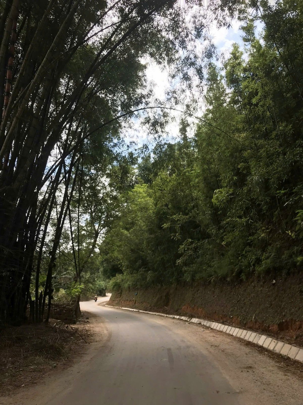 Con đường phủ bóng trúc sào.