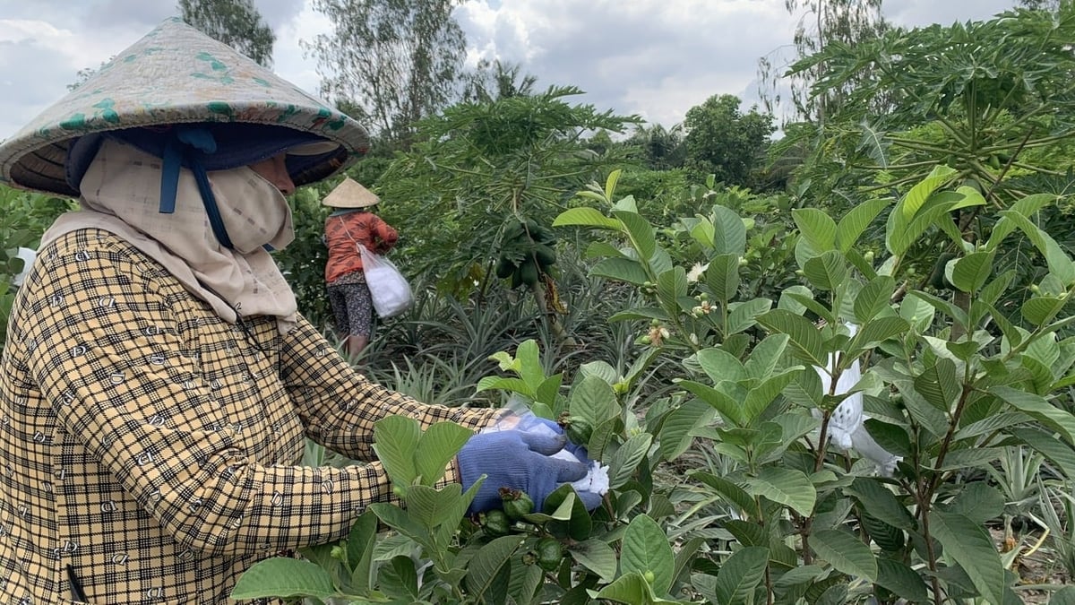 Nông dân Vĩnh Long được hỗ trợ vốn ưu đãi để phát triển mô hình trồng cây ăn trái thuộc Chương trình mục tiêu quốc gia giảm nghèo bền vững. Ảnh: Hồ Thảo.
