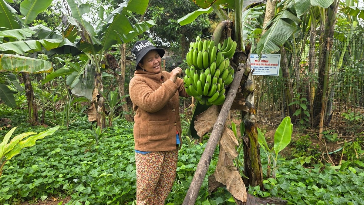 Thay đổi phương thức canh tác giúp nâng cao năng suất, chất lượng chuối lùn bản địa. Ảnh: Võ Dũng.