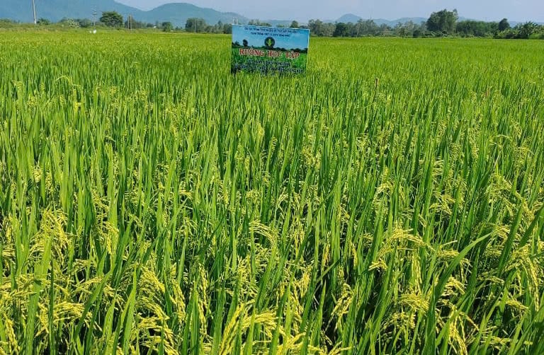Áp dụng IPHM trong sản xuất lúa không chỉ giảm được chi phí đầu vào mà còn tăng năng suất và lợi nhuận. Ảnh: KS. Áp dụng IPHM trong sản xuất lúa không chỉ giảm được chi phí đầu vào mà còn tăng năng suất và lợi nhuận. Ảnh: KS.