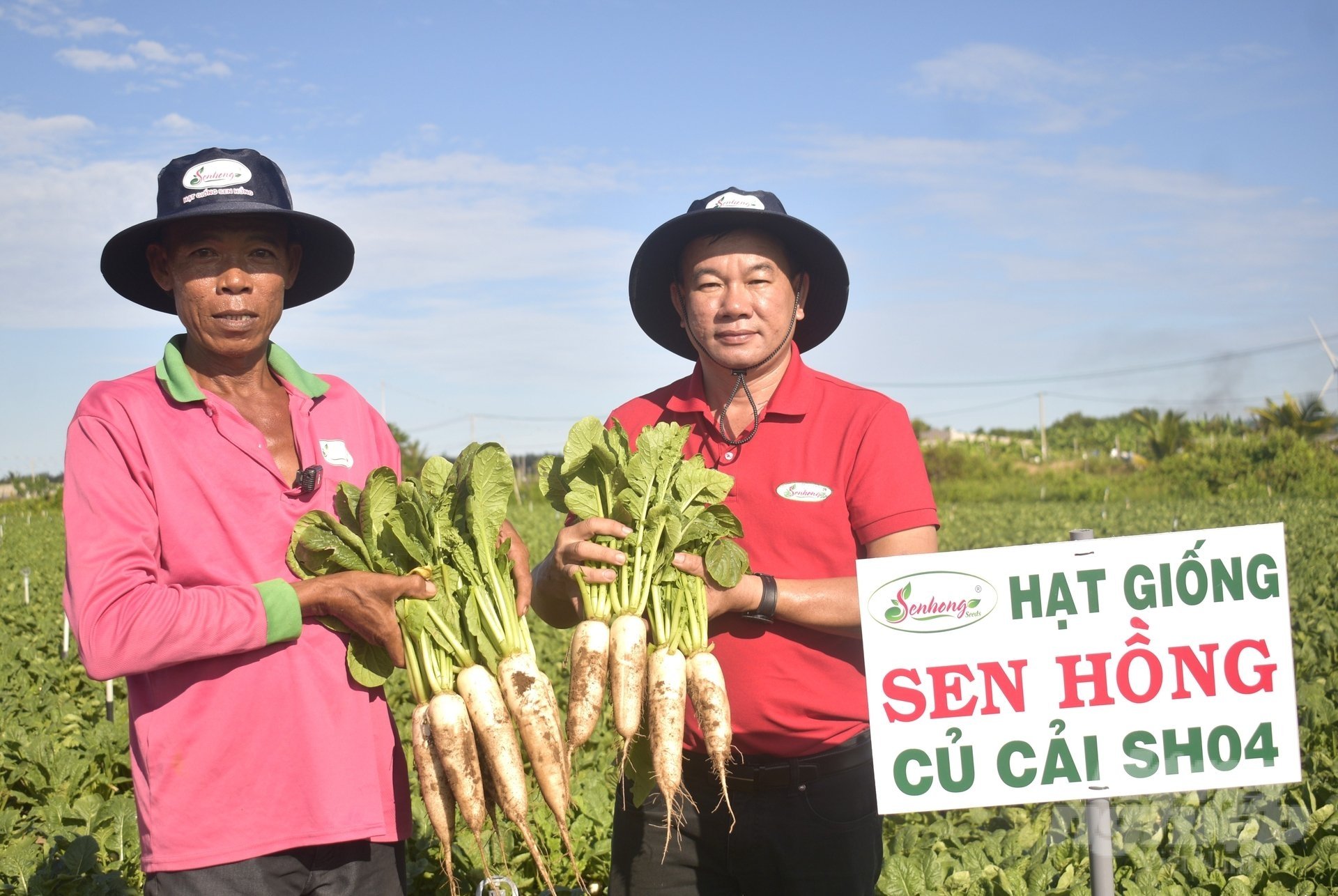 Ông Cao Đình Tuấn (phái) tham quan mô hình trồng củ cải SH04 của ông Dướt. Ảnh: Minh Đảm. Ông Cao Đình Tuấn (phái) tham quan mô hình trồng củ cải SH04 của ông Dướt. Ảnh: Minh Đảm.