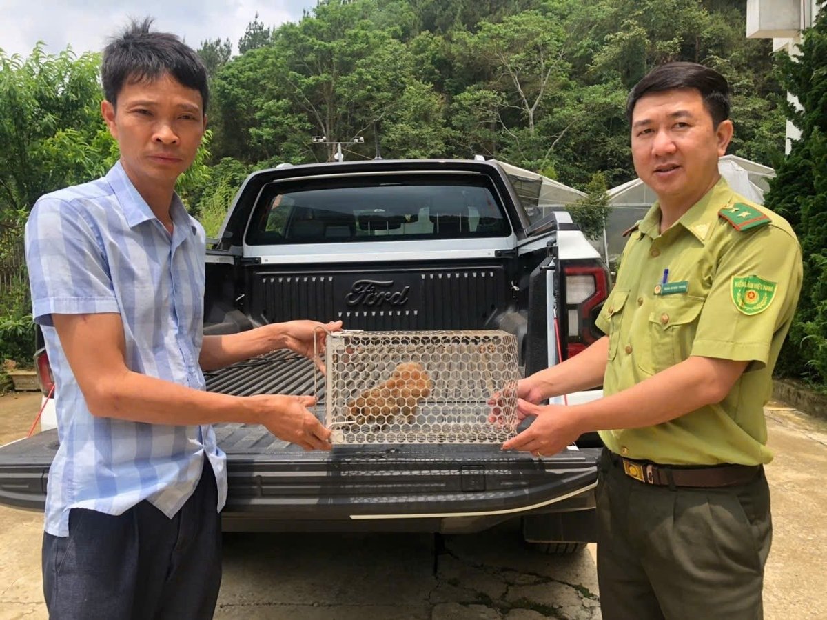 Cá thể culi nhỏ được bàn giao trực tiếp cho khu bảo tồn. Ảnh: Đức Bình. Cá thể culi nhỏ được bàn giao trực tiếp cho khu bảo tồn. Ảnh: Đức Bình.