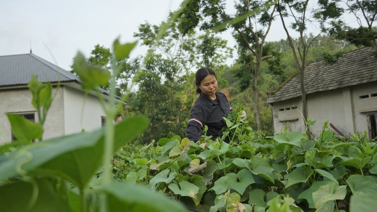 Rau su su trồng lấy ngọn được làm dàn thấp để tiện cho việc thu hoạch. Ảnh: Hùng Khang. Rau su su trồng lấy ngọn được làm dàn thấp để tiện cho việc thu hoạch. Ảnh: Hùng Khang.