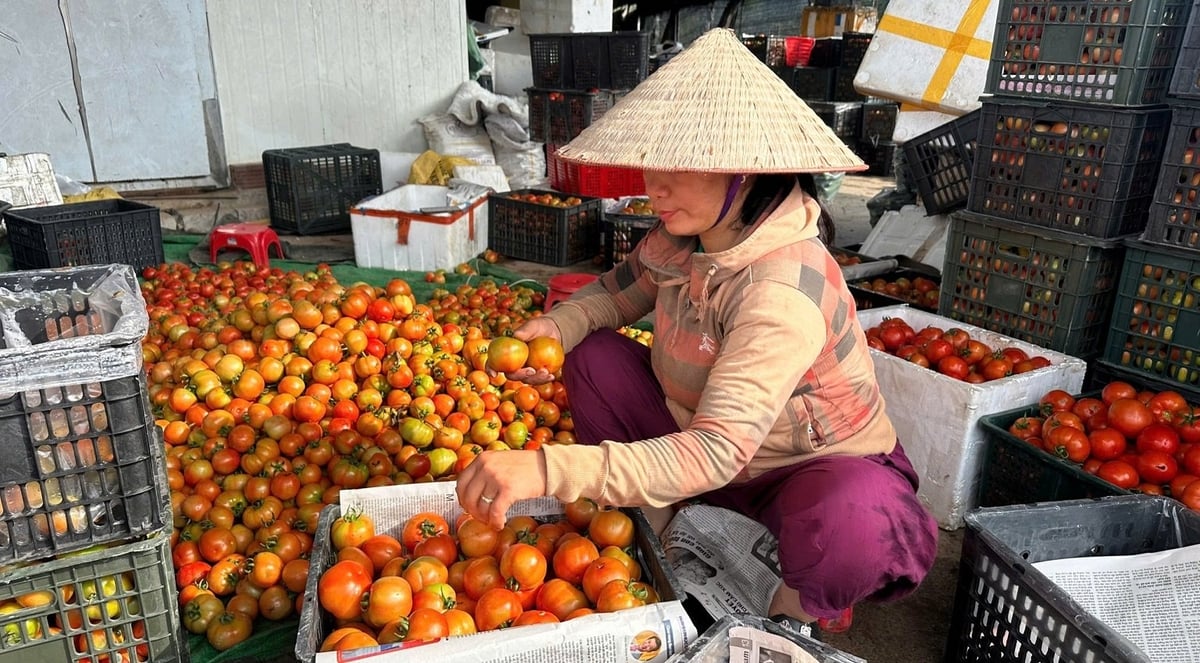 Các địa phương hiện đang duy trì điểm thu mua tập trung, giúp giảm thiểu thiệt hại cho bà con. Ảnh: Hoàng Nghĩa. Các địa phương hiện đang duy trì điểm thu mua tập trung, giúp giảm thiểu thiệt hại cho bà con. Ảnh: Hoàng Nghĩa.
