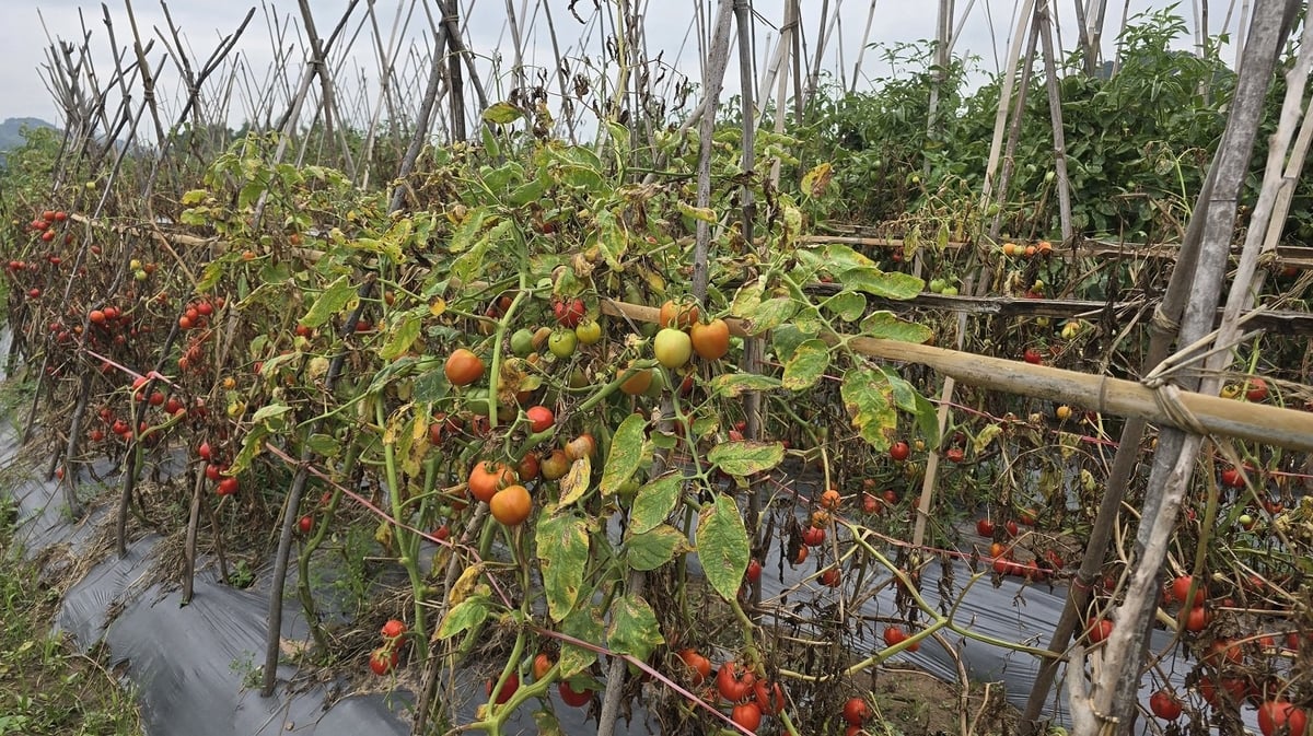 Cà chua chính nhưng giá xuống thấp khiến người trồng không buồn thu hái. Ảnh: Hoàng Nghĩa. Cà chua chính nhưng giá xuống thấp khiến người trồng không buồn thu hái. Ảnh: Hoàng Nghĩa.