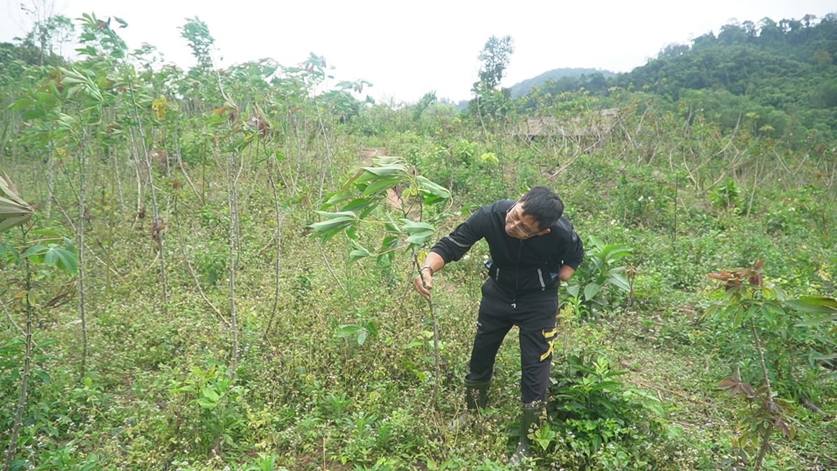 Lấy ngắn nuôi dài cũng là một sự thay đổi trong tư duy canh tác nông nghiệp của người dân miền núi. Ảnh: Võ Dũng.