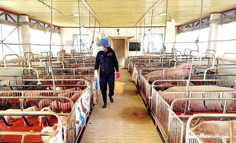 Chăm sóc đàn vật nuôi tại Trung tâm giống vật nuôi tỉnh Gia Lai. Ảnh: ĐL. Chăm sóc đàn vật nuôi tại Trung tâm giống vật nuôi tỉnh Gia Lai. Ảnh: ĐL.