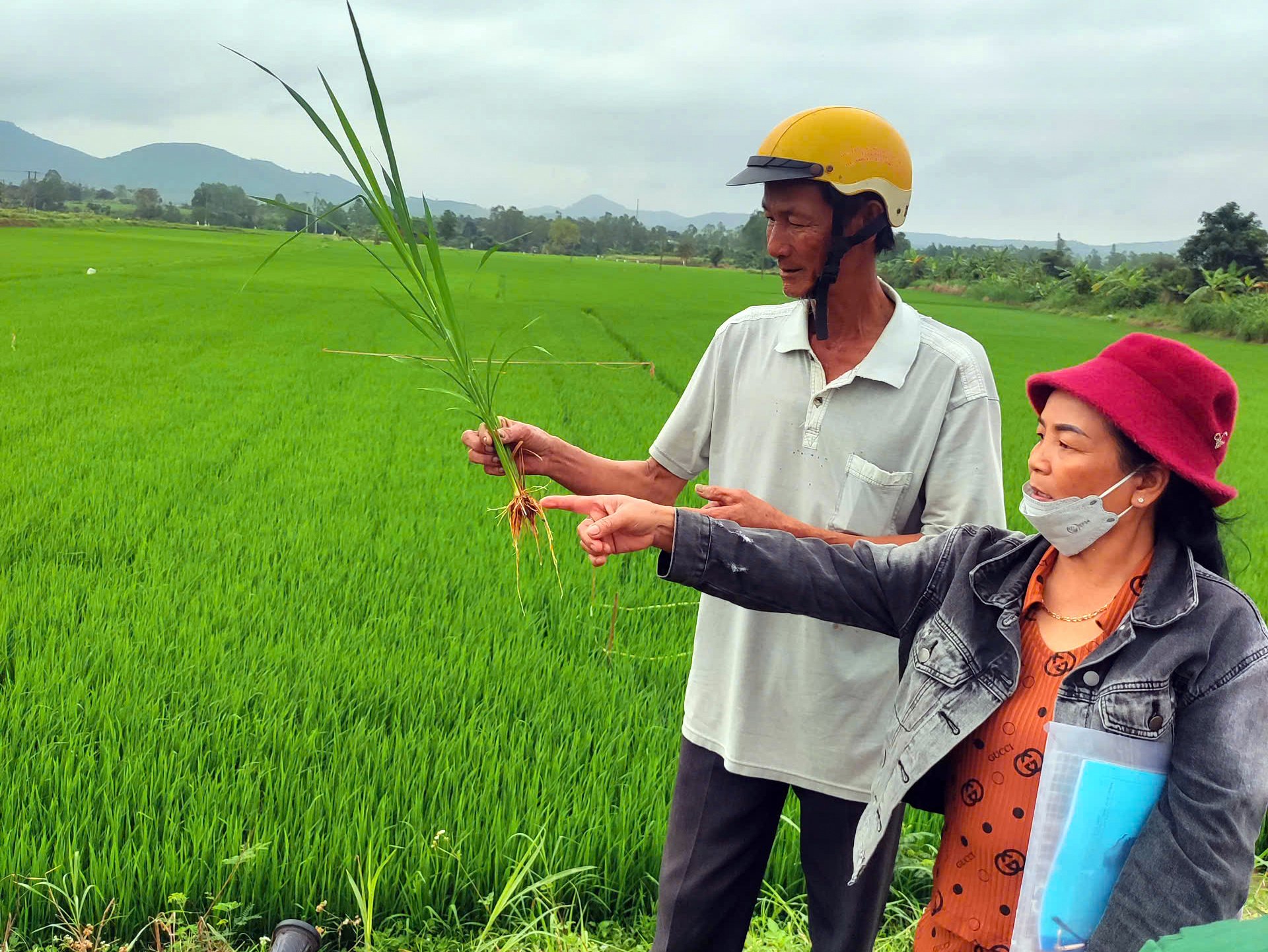 Dự án 'Hỗ trợ kiểm kê khí nhà kính trong sản xuất lúa tại Việt Nam' được triển khai nhằm giúp các cơ sở sản xuất lúa tại Việt Nam kiểm kê khí nhà kính, từ đó xây dựng và triển khai các biện pháp giảm nhẹ phát thải khí nhà kính trong canh tác lúa. Ảnh: Kim Sơ.