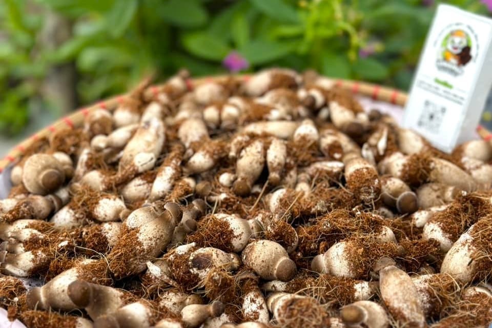 Nấm mối đen là thực phẩm giàu dinh dưỡng và chế biến được nhiều món ăn ngon. Ảnh: Kim Anh.