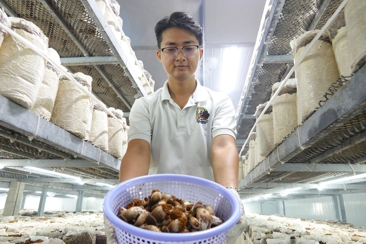 Nhờ áp dụng phương thức thu hoạch cuốn chiếu, nguồn cung nấm mối đen được anh Thái duy trì đều đặn. Ảnh: Kim Anh.