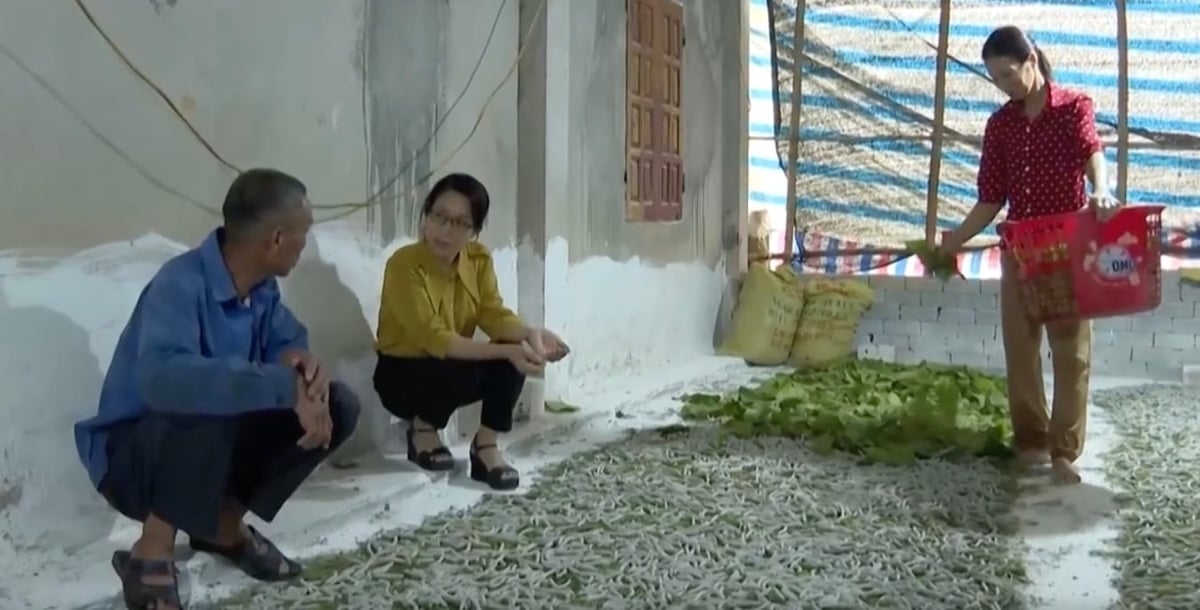 Trung tâm Dịch vụ nông nghiệp huyện Bảo Yên trao đổi, hướng dẫn kỹ thuật cho người dân nuôi tằm. Ảnh: H.Đ. Trung tâm Dịch vụ nông nghiệp huyện Bảo Yên trao đổi, hướng dẫn kỹ thuật cho người dân nuôi tằm. Ảnh: H.Đ.