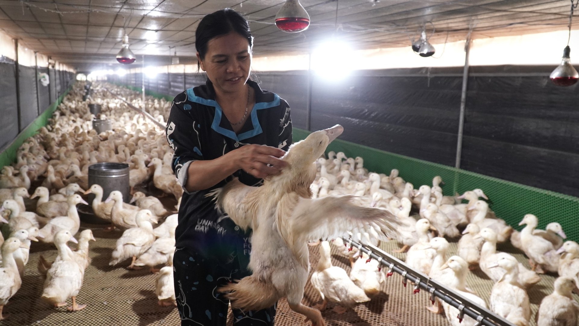 Nhờ áp dụng công nghệ xét nghiệm định kỳ, bà Thuận chủ động phòng dịch và giữ đàn ổn định suốt nhiều năm. Ảnh: Trần Phi. Nhờ áp dụng công nghệ xét nghiệm định kỳ, bà Thuận chủ động phòng dịch và giữ đàn ổn định suốt nhiều năm. Ảnh: Trần Phi.
