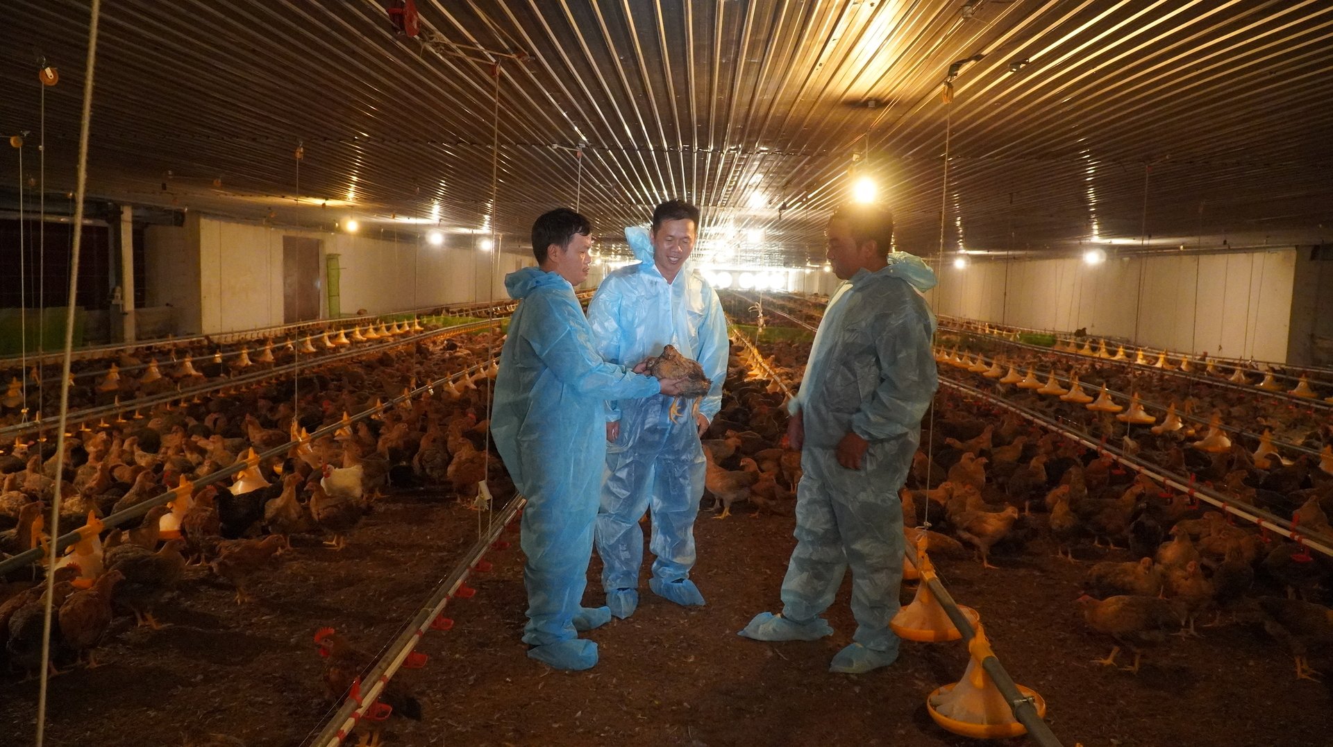 Trại gà Lê Thảnh được xây dựng theo mô hình chuồng lạnh khép kín, đạt chuẩn an toàn dịch bệnh. Ảnh: Trần Phi. Trại gà Lê Thảnh được xây dựng theo mô hình chuồng lạnh khép kín, đạt chuẩn an toàn dịch bệnh. Ảnh: Trần Phi.