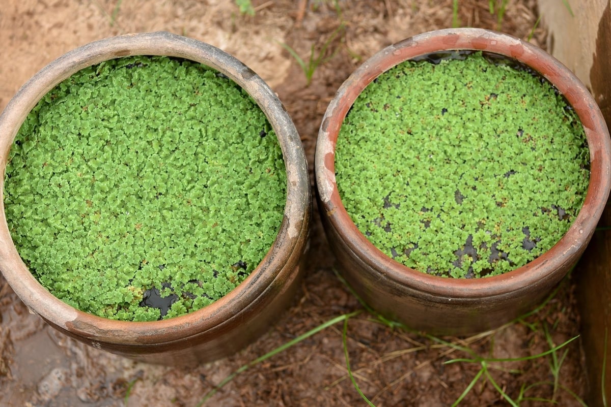 Hai vại bèo hoa dâu do bà Trâm nhân nuôi phát triển tốt. Ảnh: Dương Đình Tường.