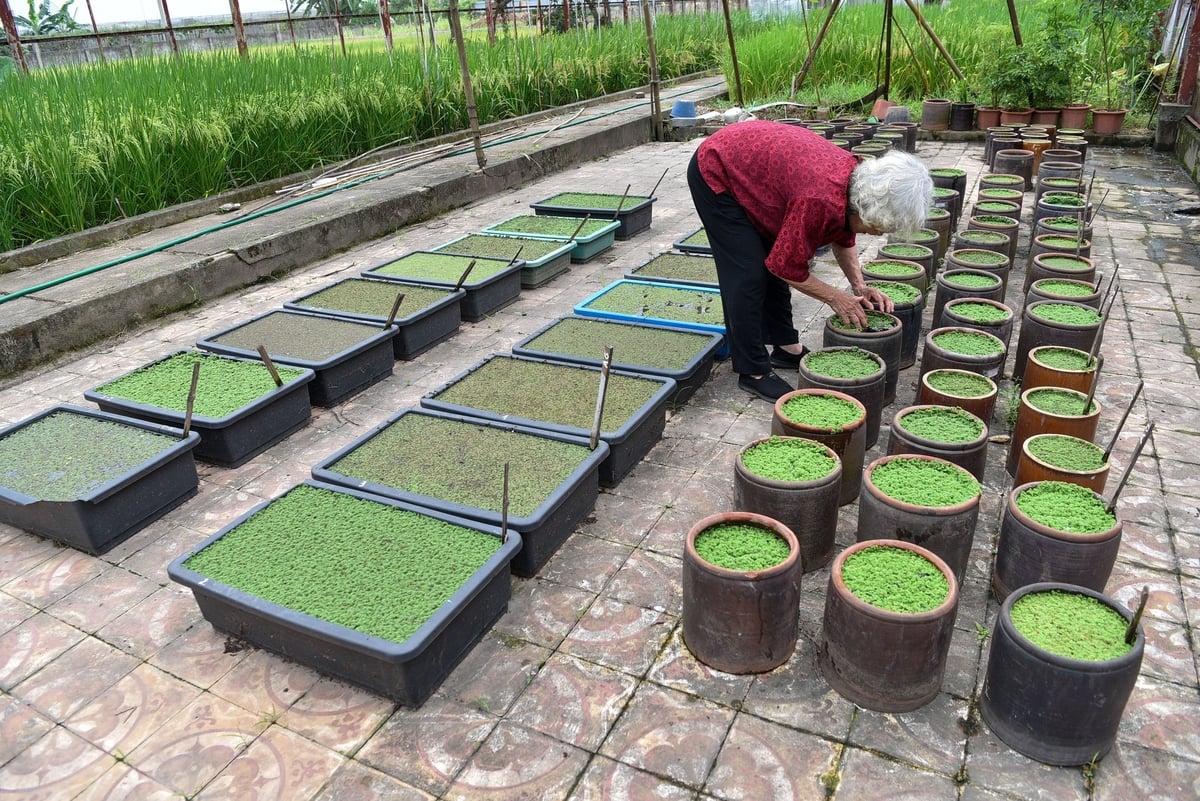 PGS.TS Nguyễn Thị Trâm trong khu thí nghiệm bèo hoa dâu. Ảnh: Dương Đình Tường.