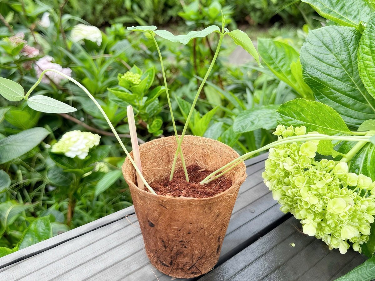 Mỗi ngày Anh Khang đều tưới nước, đặt cây ở nơi có nắng, trò chuyện với cây. Ảnh: Thùy Dương.