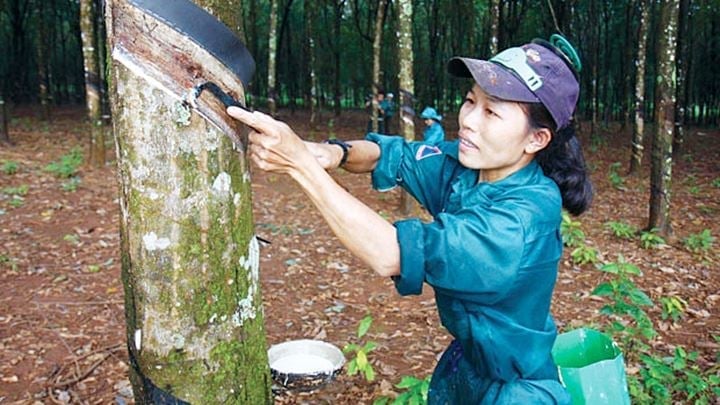 Latest domestic and global rubber prices on May 27, 2025