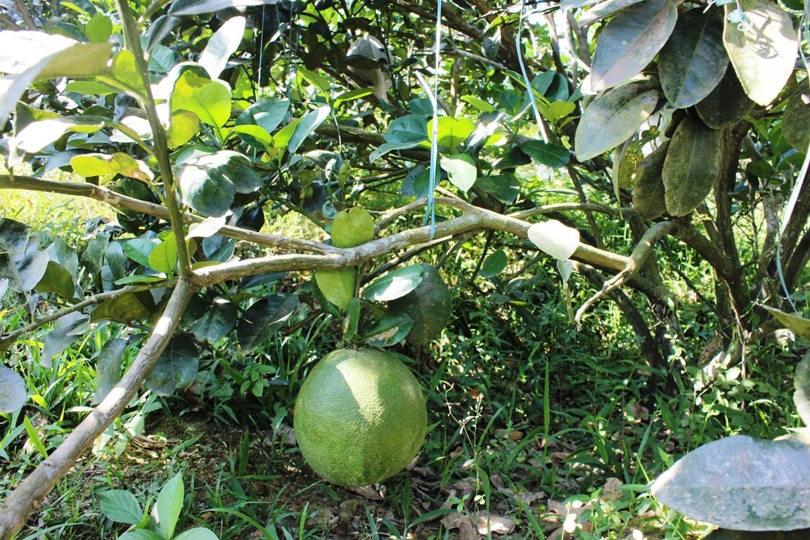 Bưởi da xanh Hòa Ninh đang từng bước khẳng định vị thế trên thị trường nhờ chất lượng vượt trội. Ảnh: Lan Anh.