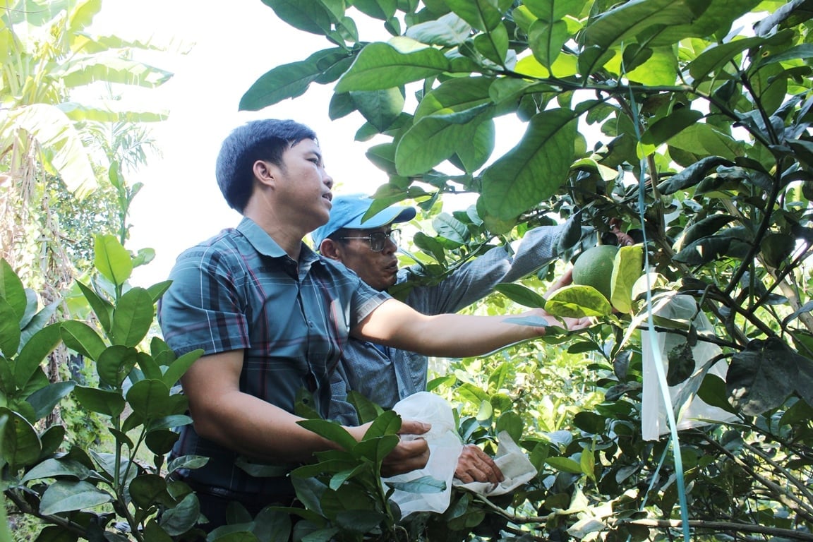 Cán bộ Hội Nông dân xã Hòa Ninh hướng dẫn nông dân kỹ thuật chăm sóc bưởi. Ảnh: Lan Anh.