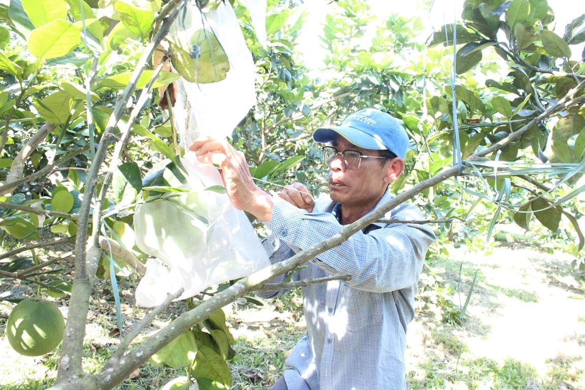 Ông Dũng chủ yếu dùng phân chuồng hoai mục, phân vi sinh để bón cho cây và bọc quả non để hạn chế sâu bệnh. Ảnh: Lan Anh.