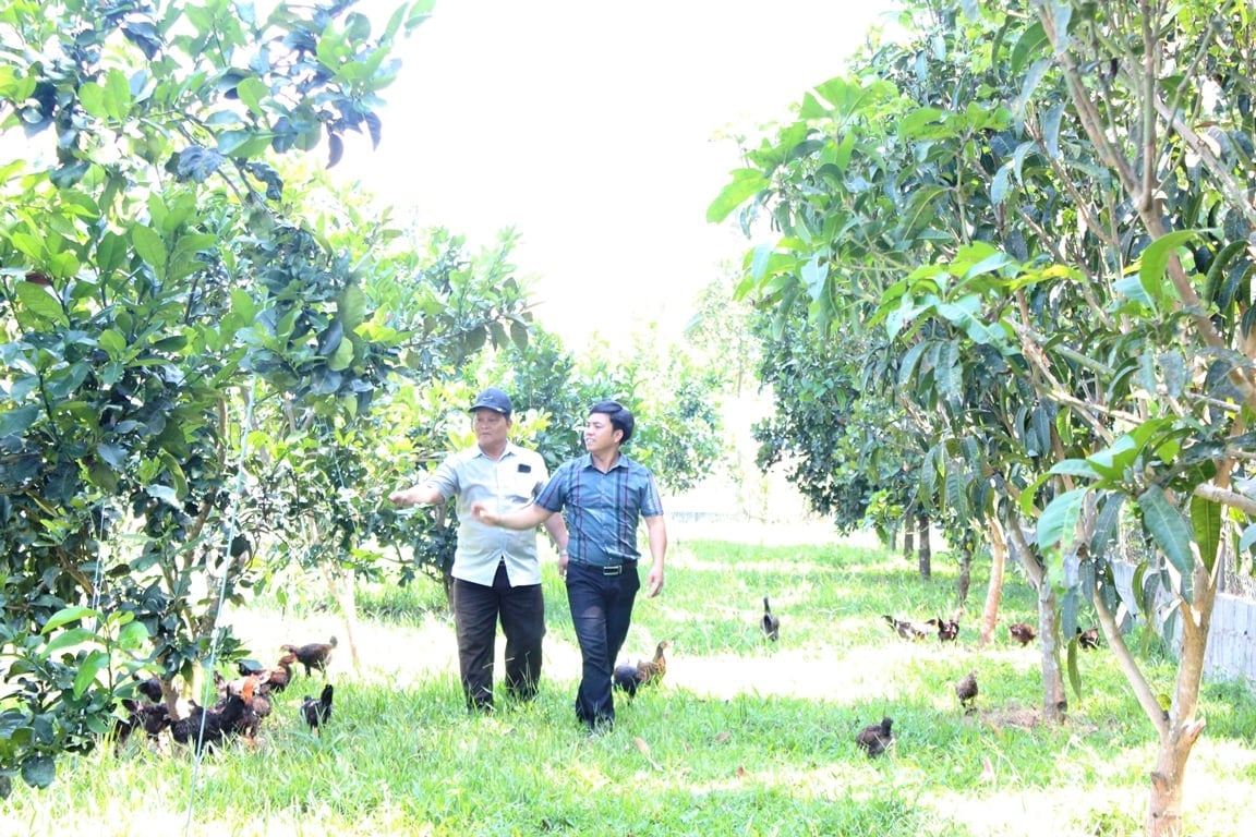 Đến nay toàn xã Hòa Ninh có hơn 90 hộ dân tham gia trồng bưởi với khoảng 40 hecta. Ảnh: Lan Anh.