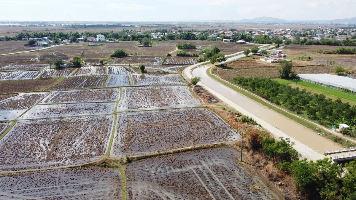 Vụ hè thu năm 2025, Công ty Thủy nông Ninh Thuận cấp nước tưới cho hơn 24.600 ha cây trồng các loại. Ảnh: Phương Chi. Vụ hè thu năm 2025, Công ty Thủy nông Ninh Thuận cấp nước tưới cho hơn 24.600 ha cây trồng các loại. Ảnh: Phương Chi.
