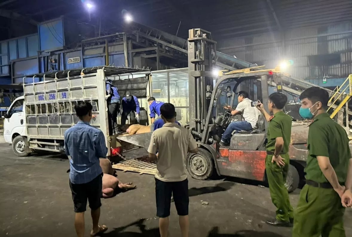 Hàng tấn lợn chết, bốc mùi hôi thối bị phát hiện và bắt giữ. Ảnh: QLTT.