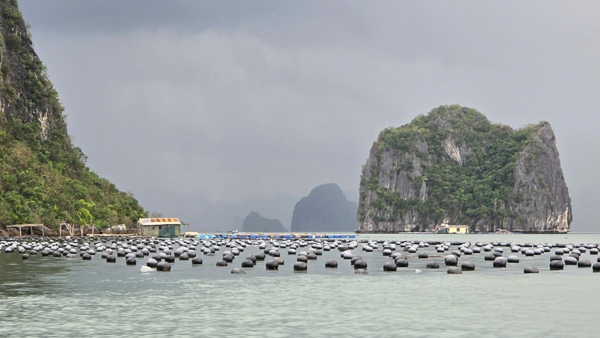 Quảng Ninh đã xóa bỏ phao xốp trong nuôi trồng thuỷ sản. Nuôi trồng thủy sản bằng phao nhựa HDPE được đánh giá là một hình thức nuôi thân thiện với môi trường, hạn chế ô nhiễm, thủy sản sinh trưởng khỏe mạnh. Ảnh: Cường Vũ. Quảng Ninh đã xóa bỏ phao xốp trong nuôi trồng thuỷ sản. Nuôi trồng thủy sản bằng phao nhựa HDPE được đánh giá là một hình thức nuôi thân thiện với môi trường, hạn chế ô nhiễm, thủy sản sinh trưởng khỏe mạnh. Ảnh: Cường Vũ.
