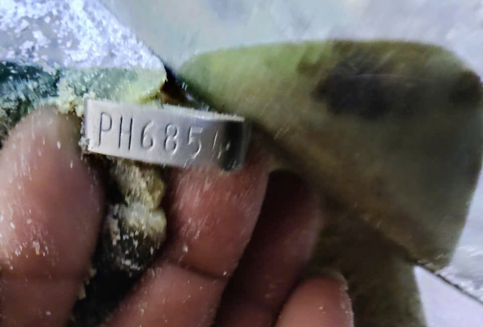 Cá thể rùa mang mã thẻ PH6854 (Philippines). Ảnh: Văn Phái. Cá thể rùa mang mã thẻ PH6854 (Philippines). Ảnh: Văn Phái.