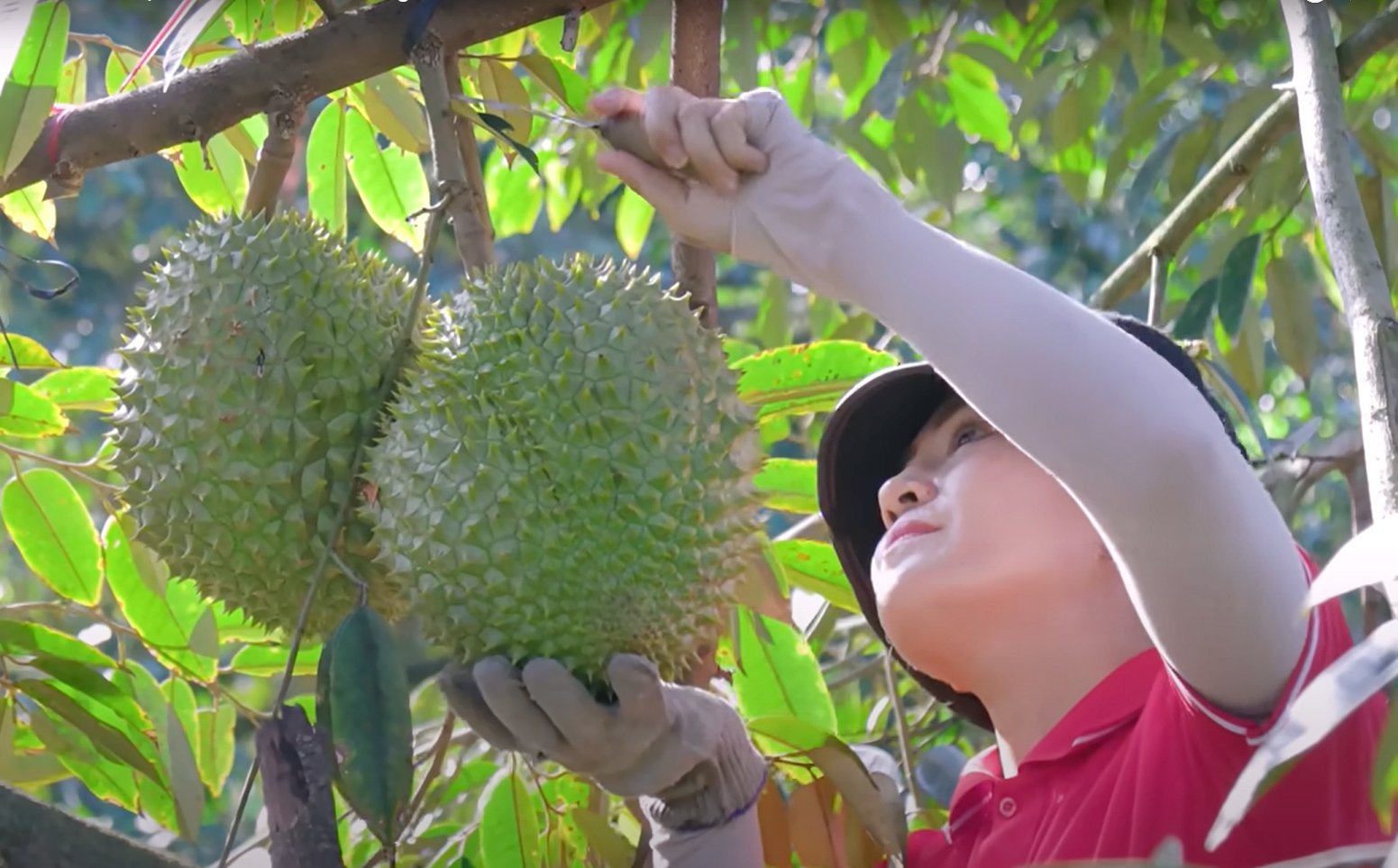 Many businesses are currently purchasing durians to process into frozen durian for export to the U.S. and other markets. Photo: Son Trang.