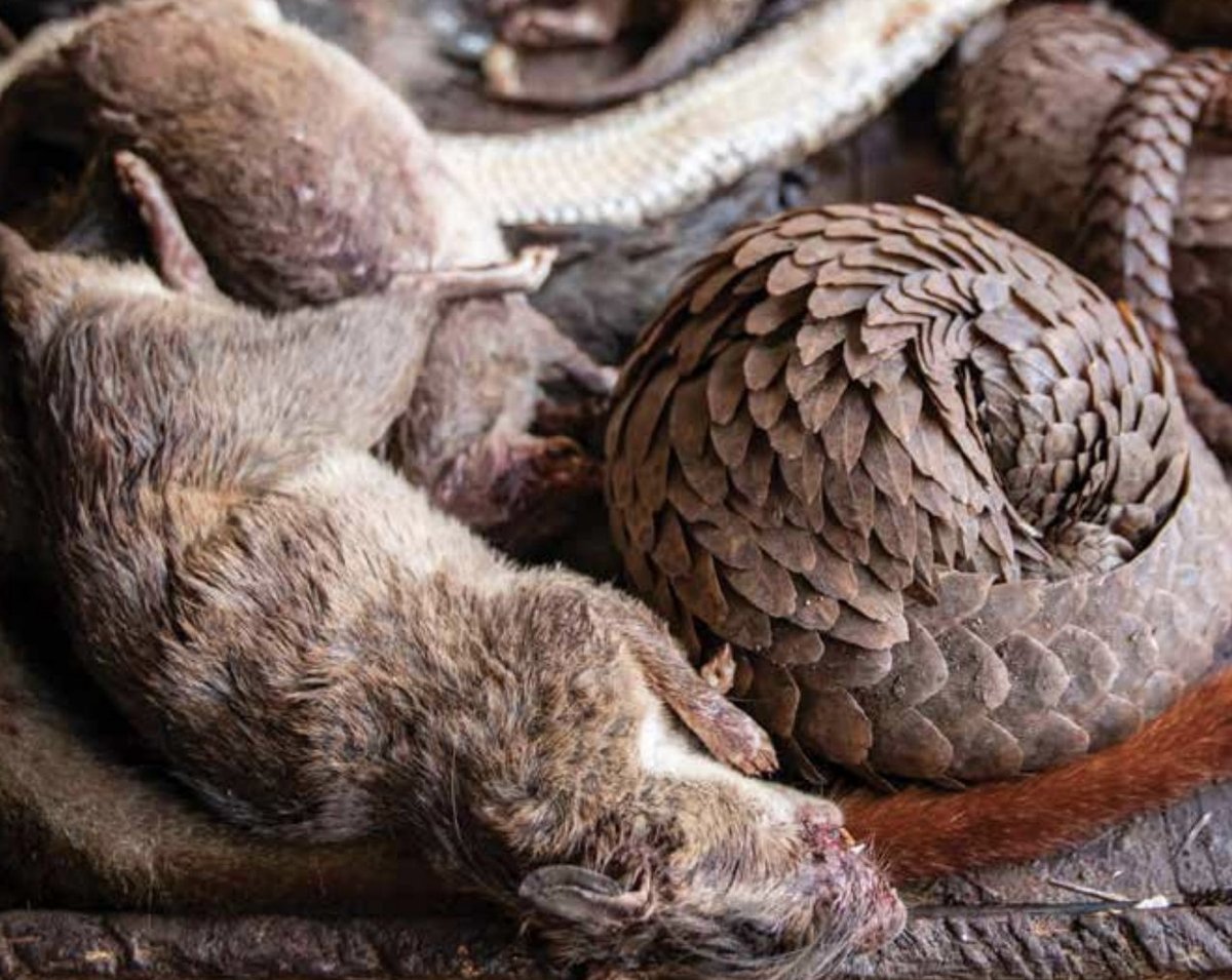 Inter-sectoral coordination among agriculture, environment, health, police, customs, and local authorities was identified as crucial to effectively control the wildlife trade supply chain. Photo: WOAH.