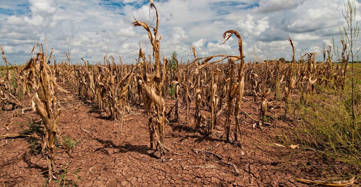 U.S. climate extremes slash crop yields threaten local agriculture.