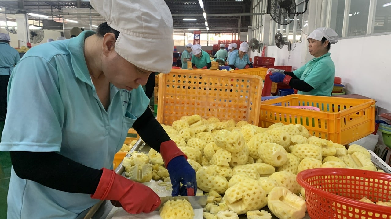 Vĩnh Long – Bến Tre – Trà Vinh không chỉ nổi tiếng với con người hiền hòa, chịu khó, mà còn được thiên nhiên ưu đãi với điều kiện thuận lợi để phát triển nông nghiệp toàn diện từ trồng trọt, chăn nuôi đến nuôi trồng thủy sản. Ảnh: Hồ Thảo. Vĩnh Long – Bến Tre – Trà Vinh không chỉ nổi tiếng với con người hiền hòa, chịu khó, mà còn được thiên nhiên ưu đãi với điều kiện thuận lợi để phát triển nông nghiệp toàn diện từ trồng trọt, chăn nuôi đến nuôi trồng thủy sản. Ảnh: Hồ Thảo.