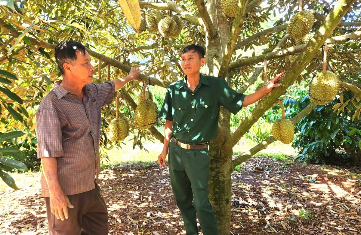 Những năm gần đây, sầu riêng đã giúp người dân vươn lên làm giàu. Ảnh: Tuấn Anh.